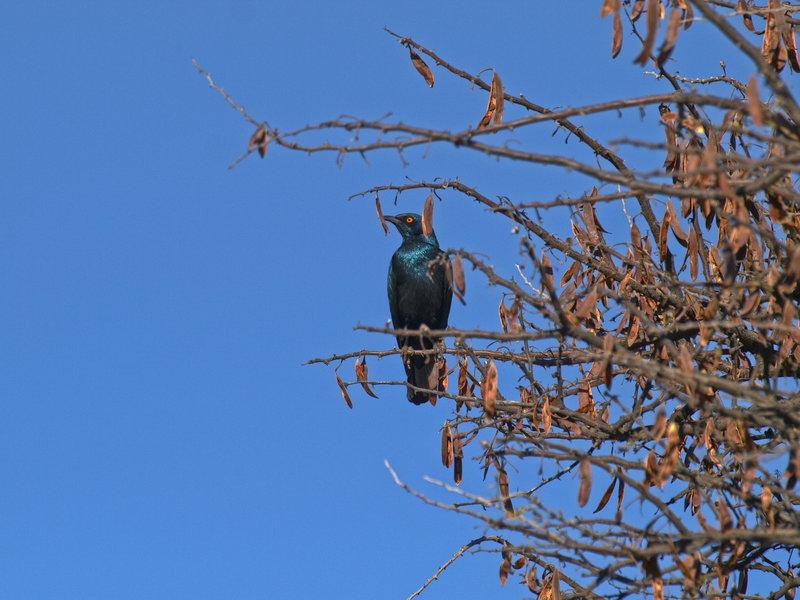 Okonjima